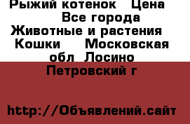 Рыжий котенок › Цена ­ 1 - Все города Животные и растения » Кошки   . Московская обл.,Лосино-Петровский г.